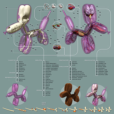 pneumatic-anatomica.jpg